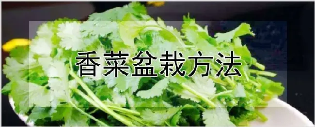 香菜盆栽方法 | 自然知识