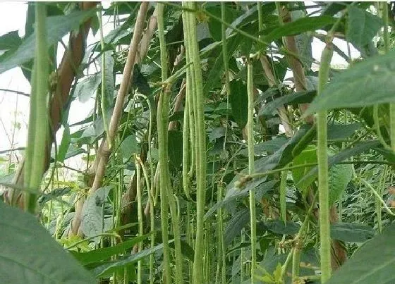 种植管理|豇豆的生长周期是多长时间