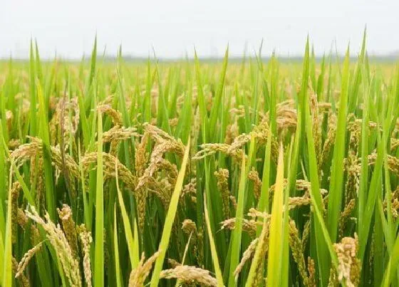 种植百科|水稻一年可以种几次 南方一年种几季水稻