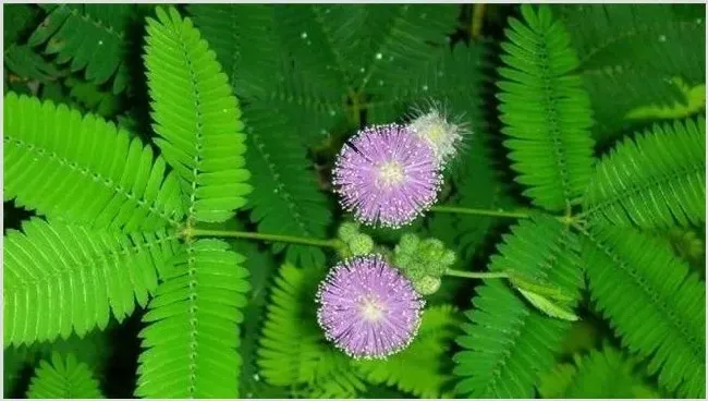 含羞草不开花原因及解决方法 | 自然知识