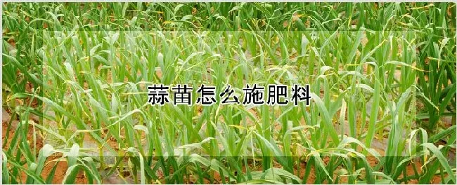 蒜苗怎么施肥料 | 种植资料