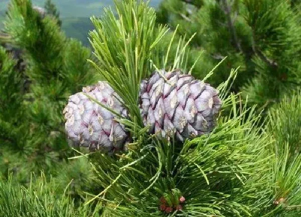 植物移栽|雪松什么时候移栽最好