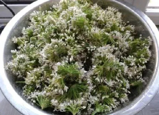 果实成熟|山韭花什么时候采摘