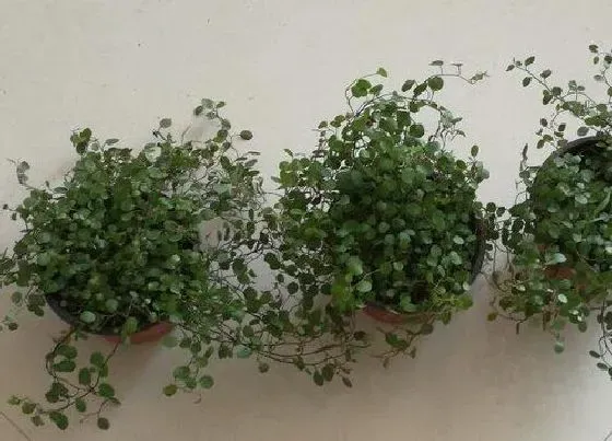 花朵诊疗|玫瑰吊兰不开花怎么办