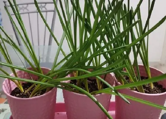不开花|风信子光长叶子不开花原因及解决方法