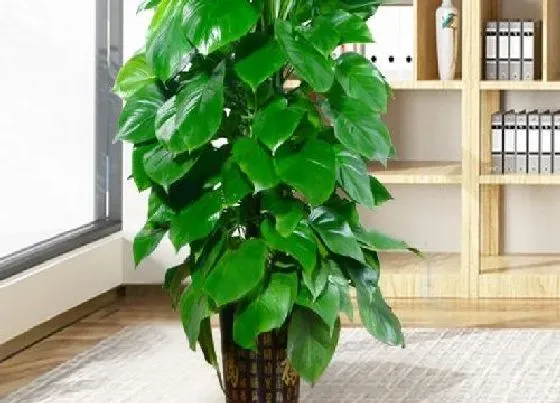 植物招财|绿萝适合在家里养吗 绿萝养在家里好不好