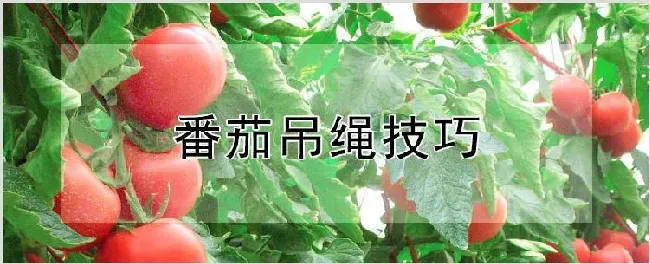 番茄吊绳技巧 | 耕种资料