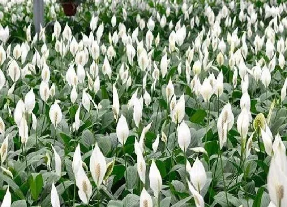 植物寓意|白掌的风水寓意和禁忌  白掌风水上有何意义