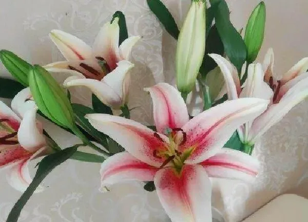 植物浇水|百合花多久浇一次水