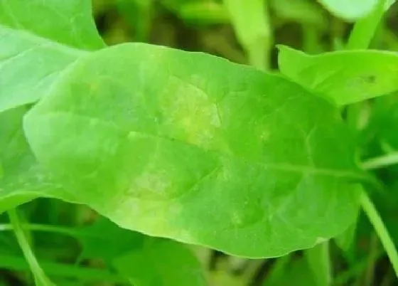 植物病害|菠菜病毒病症状与防治方法