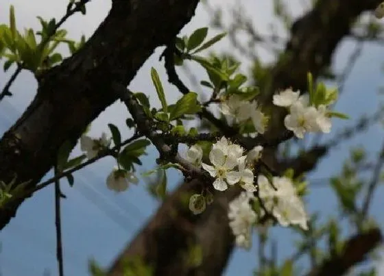 颜色花|李子花是什么颜色的