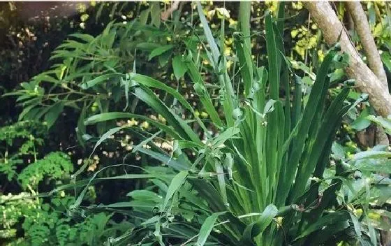 植物百科|荞麦和苦荞一样吗 是同一种东西吗[区别]