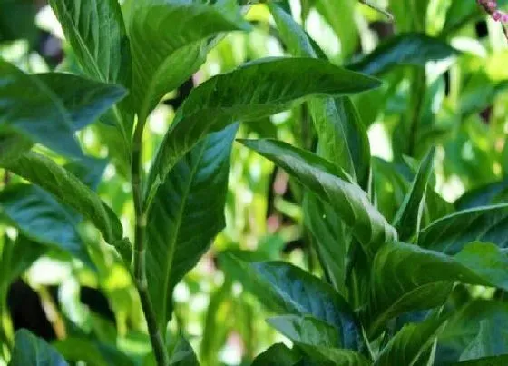 植物排行|能染发的植物有哪些