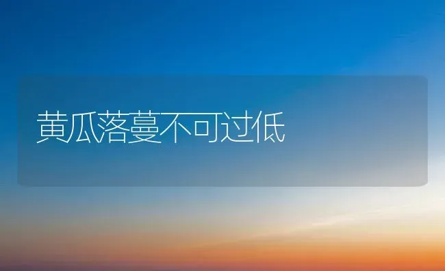 黄瓜落蔓不可过低 | 蔬菜种植