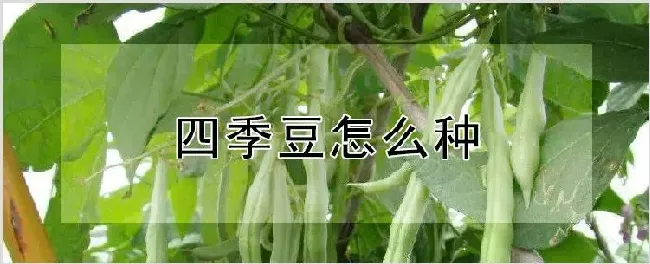 四季豆怎么种 | 农业科普