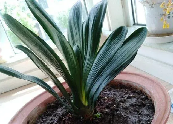 植物价格|君子兰多少钱一盆