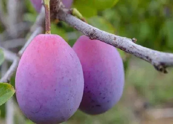 植物百科|跟黑布林很像的水果叫什么