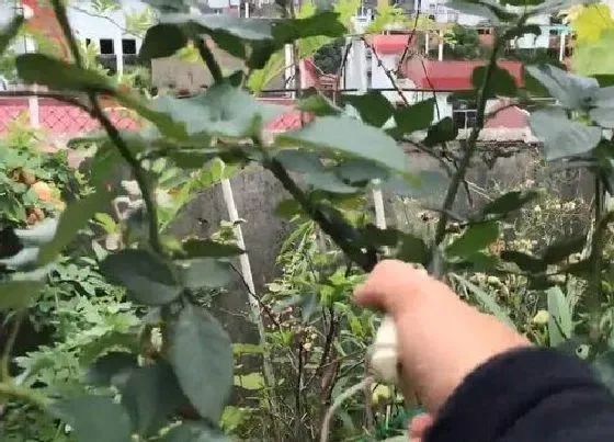 植物修剪|切花月季怎么修剪好看