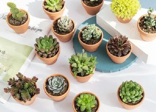 植物浇水|黄豆水可以浇仙人掌吗
