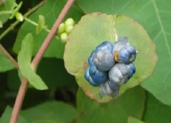 植物百科|杠板归生长在什么地方