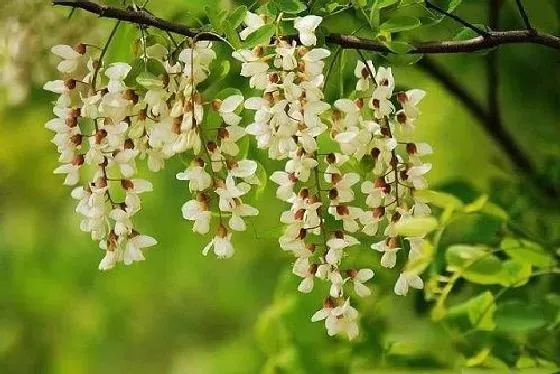 开花时间|槐树一年开几次花 花期月份与时间