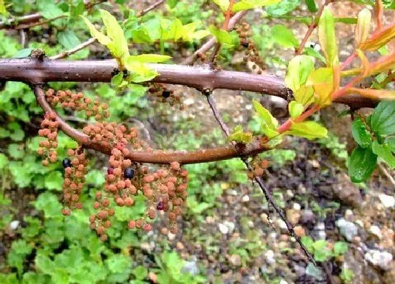 植物修剪|桑树怎么修剪方法