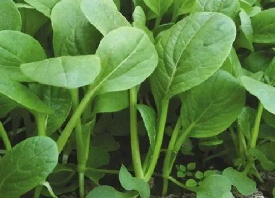 春天植物|南方春天适合种什么蔬菜（立春后南方露天栽种蔬菜表）