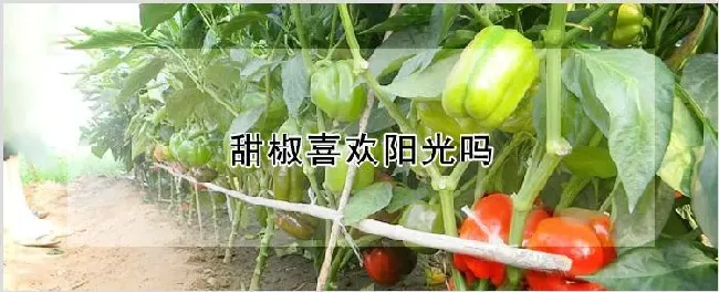 甜椒喜欢阳光吗 | 养殖技术