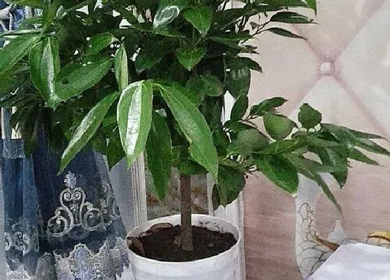 植物排行|室外养的植物有哪些