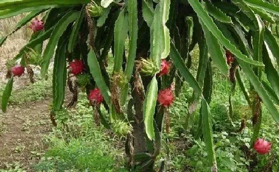 种植百科|火龙果栽种方法和注意事项