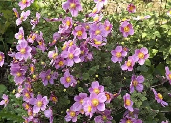 花语|什么花的花语是失去