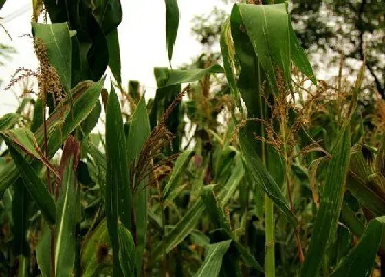 植物播种|玉米什么时候播种最合适