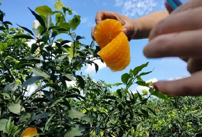 植物产地|爱媛果冻橙产地在哪里（特产爱媛果冻橙主产区在什么地方）