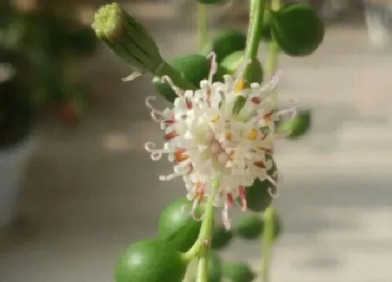 植物百科|情人泪会开花吗 开花的样子
