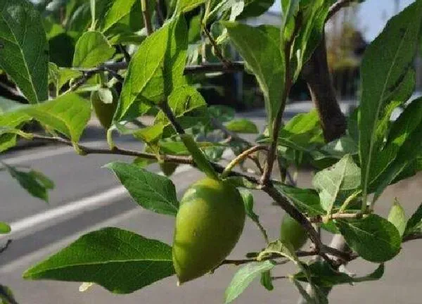 植物移栽|老鸦柿换盆最佳时间 脱盆修根的上盆方法