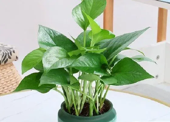 植物排行|绿萝和吊兰哪个好养