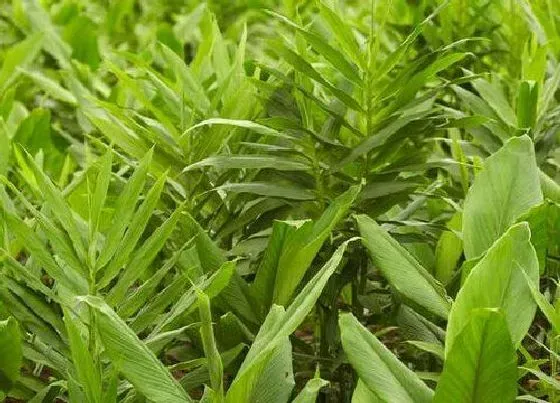 植物种类|姜是被子植物吗