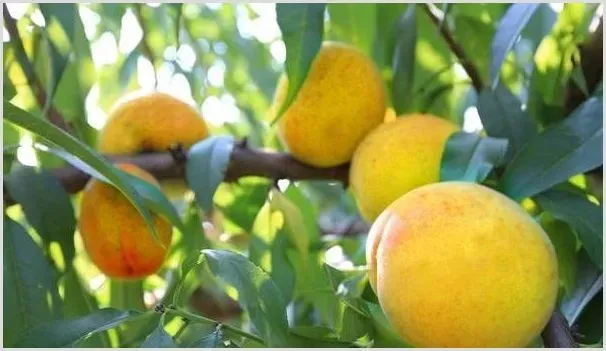 南方地区黄桃的高产种植技术 | 耕种资料