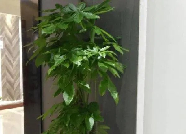 植物浇水|磷酸二氢钾可以浇发财树吗
