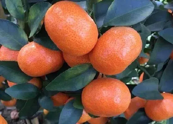 果实科普|橘子一年四季都有吗 上市季节是几月份