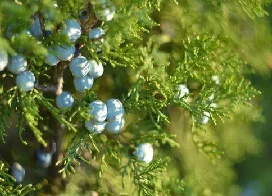 植物百科|蓝莓树能长多大