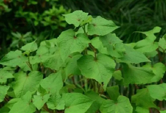植物百科|荞麦和苦荞一样吗 是同一种东西吗[区别]