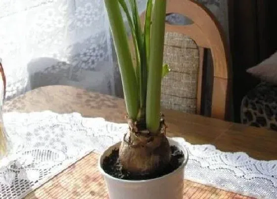 种球|大头兰种球保存方法与种植时间