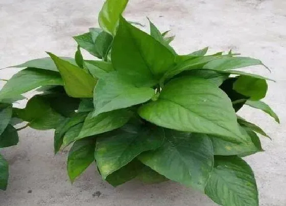 植物招财|绿萝适合在家里养吗 绿萝养在家里好不好