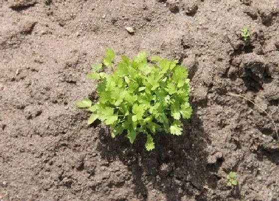 植物施肥|蔬菜用什么肥料好