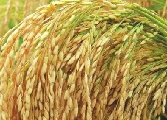 果实成熟|水稻什么季节成熟上市