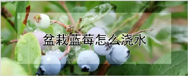 盆栽蓝莓怎么浇水 | 种植技术