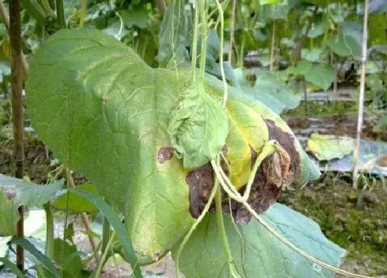 植物病害|瓠瓜黄叶病的原因及治疗处理方法