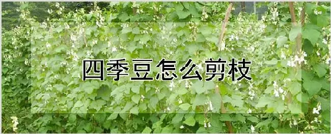 四季豆怎么剪枝 | 种植技术