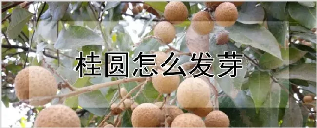 桂圆怎么发芽 | 耕种资料